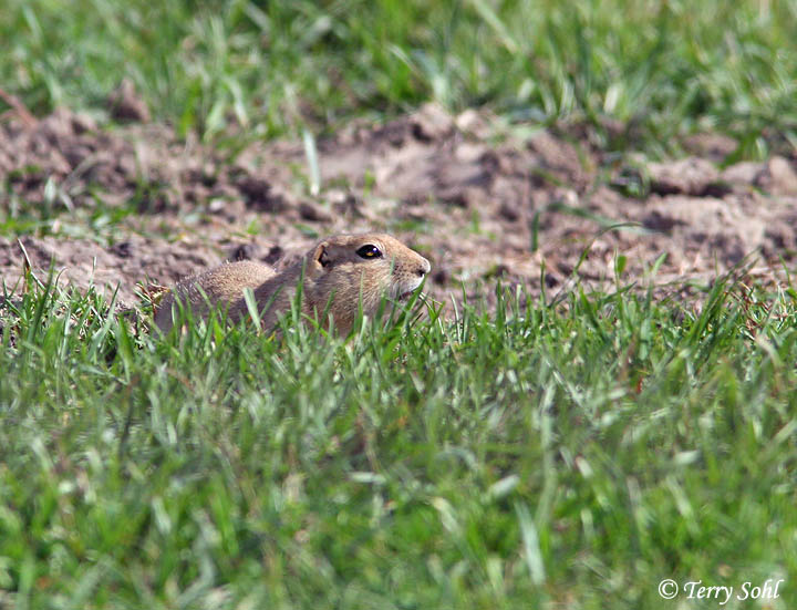 Richardson's Ground Squirrel - Urocitellus richardsonii