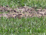 Richardson's Ground Squirrel - Urocitellus richardsonii