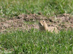 Richardson's Ground Squirrel - Urocitellus richardsonii