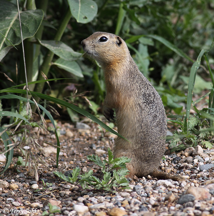 Richardson's Ground Squirrel - Urocitellus richardsonii