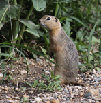 Richardson's Ground Squirrel - Urocitellus richardsonii