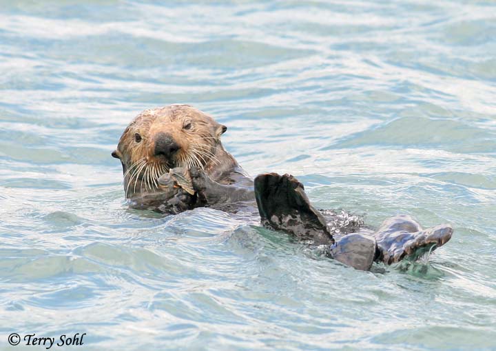 Sea Otter - Enhydra lutris