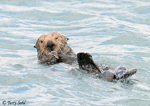 Sea Otter - Enhydra lutris