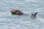 Sea Otter - Enhydra lutris