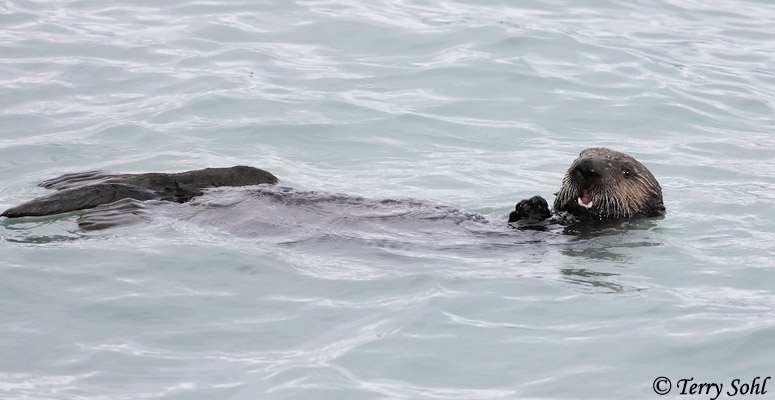 Sea Otter - Enhydra lutris