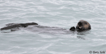 Sea Otter - Enhydra lutris