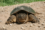 Snapping Turtle - Chelydra serpentina
