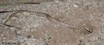 Sonoran Gopher Snake - Pituophis catenifer affinis