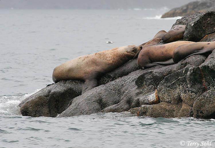 Steller's Sea Lion - Eumetopias jubatus