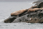Steller's Sea Lion - Eumetopias jubatus
