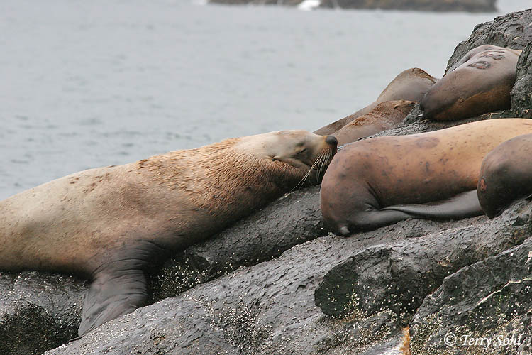 Steller's Sea Lion - Eumetopias jubatus