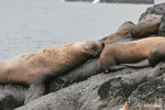 Steller's Sea Lion - Eumetopias jubatus
