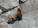 Steller's Sea Lion - Eumetopias jubatus