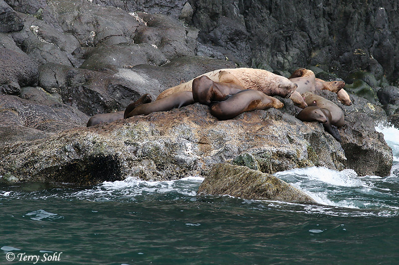 Steller's Sea Lion - Eumetopias jubatus