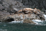 Steller's Sea Lion - Eumetopias jubatus