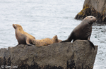 Steller's Sea Lion - Eumetopias jubatus