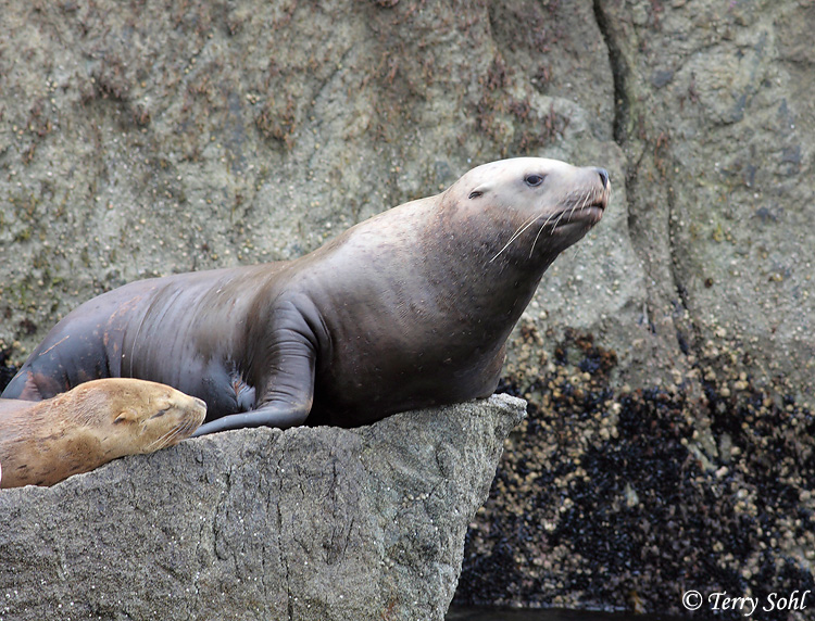 Steller's Sea Lion - Eumetopias jubatus