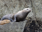 Steller's Sea Lion - Eumetopias jubatus