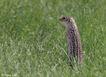 Thirteen-lined Ground Squirrel - Ictidomys tridecemlineatus