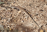 Tiger Whiptail - Aspidoscelis tigris