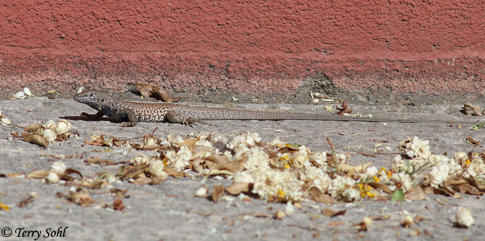 Tiger Whiptail - Aspidoscelis tigris