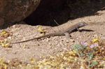 Tiger Whiptail - Aspidoscelis tigris