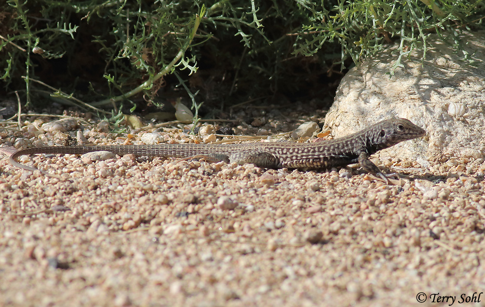 Tiger Whiptail - Aspidoscelis tigris