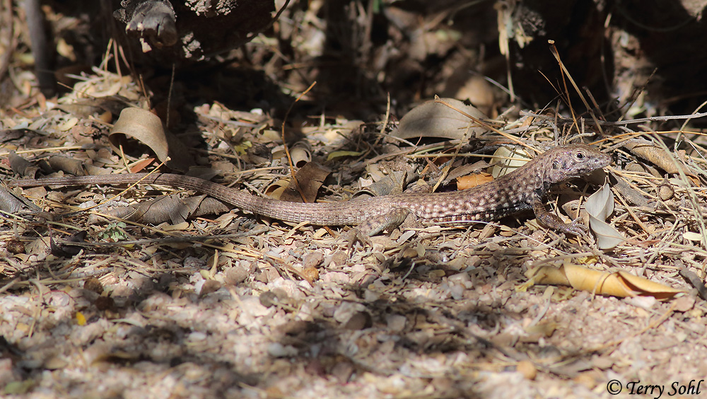 Tiger Whiptail - Aspidoscelis tigris