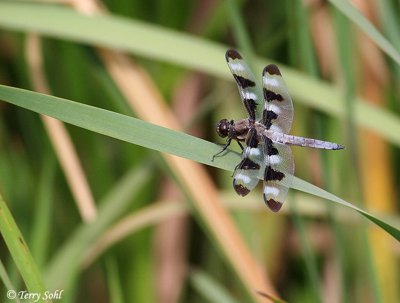 Twelve-spotted Skimmer Photo
