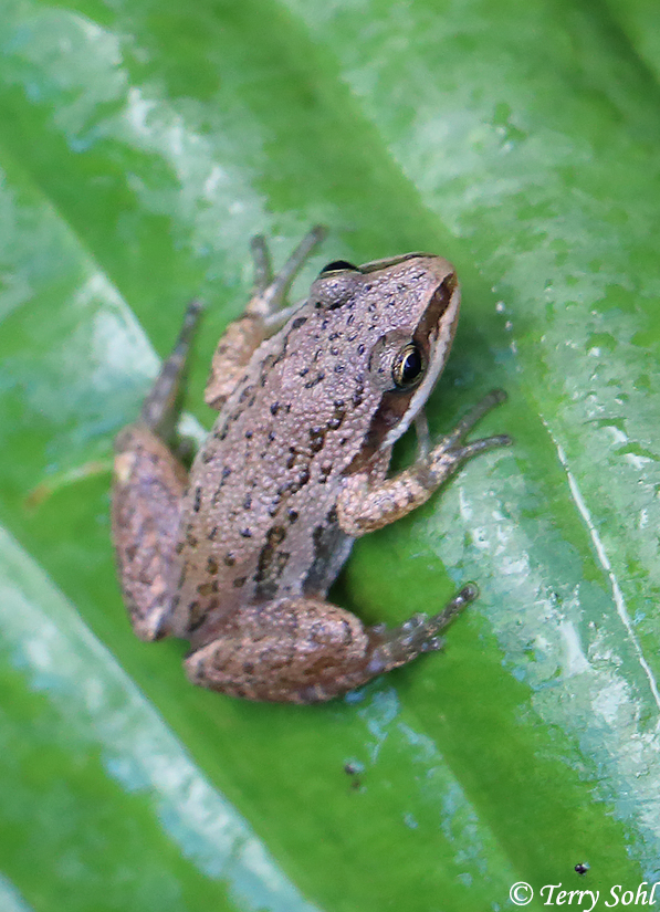 Western Chorus Frog Photo Photograph Picture