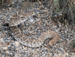 Western Diamondback Rattlesnake - Crotalus atrox