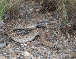 Western Diamondback Rattlesnake - Crotalus atrox