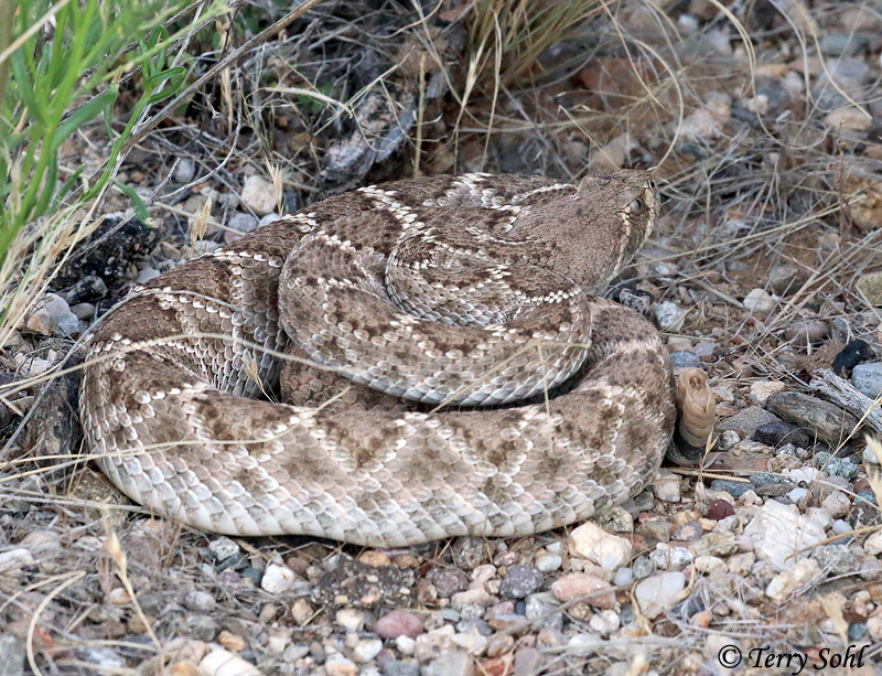 Western Diamondback Rattlesnake - Crotalus atrox