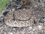 Western Diamondback Rattlesnake - Crotalus atrox