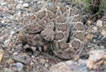 Western Diamondback Rattlesnake - Crotalus atrox