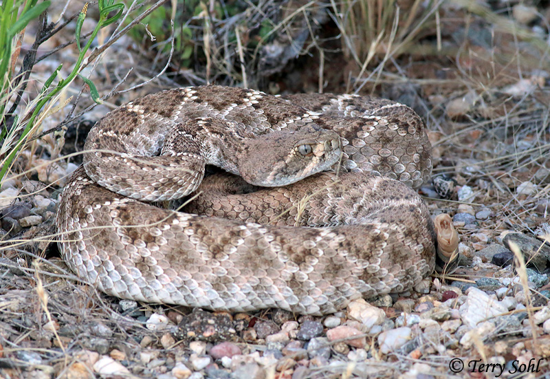 Western Diamondback Rattlesnake - Crotalus atrox