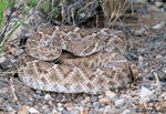 Western Diamondback Rattlesnake - Crotalus atrox