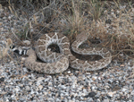 Western Diamondback Rattlesnake - Crotalus atrox