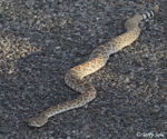Western Diamondback Rattlesnake - Crotalus atrox