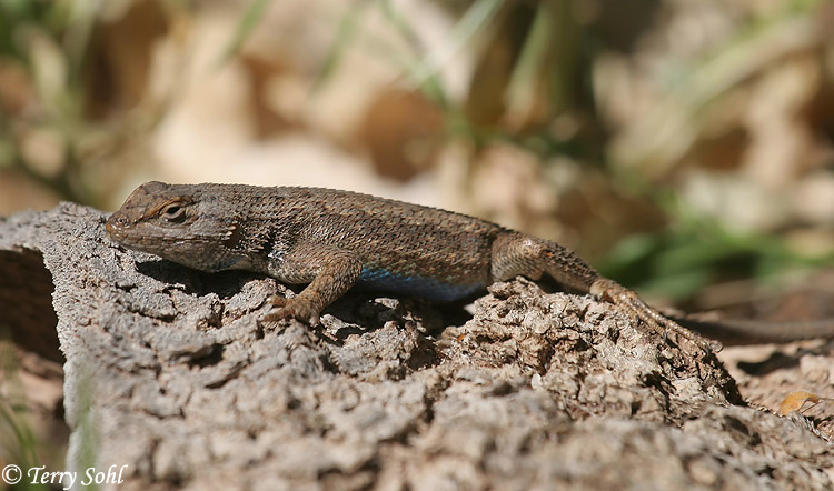 Western Fence Lizard - Sceloporus occidentalis