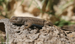 Western Fence Lizard - Sceloporus occidentalis