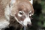 White-nosed Coatimundi 1 - Nasua narica