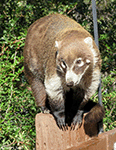 White-nosed Coatimundi 4 - Nasua narica