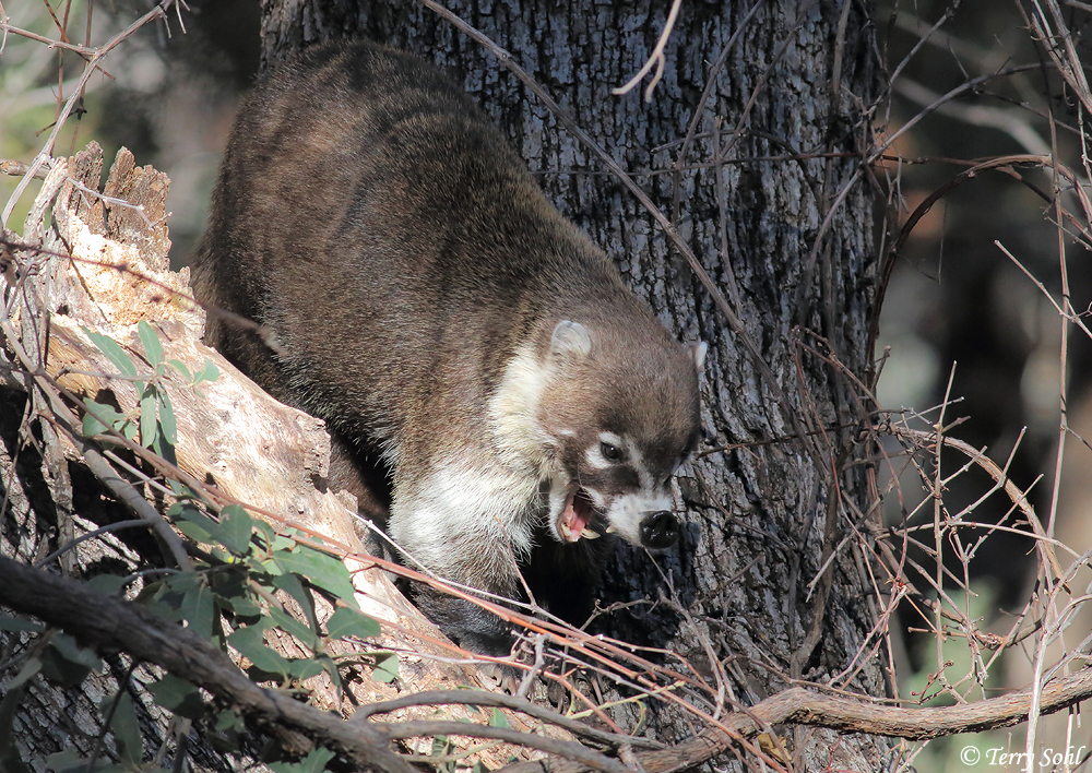 White-nosed Coatimundi - Nasua narica