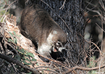 White-nosed Coatimundi 5 - Nasua narica