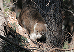 White-nosed Coatimundi 6 - Nasua narica