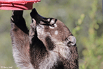White-nosed Coatimundi 7 - Nasua narica
