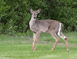 White-tailed Deer 10 - Odocoileus virginianus