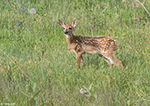 White-tailed Deer 14 - Odocoileus virginianus