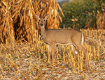 White-tailed Deer 15 - Odocoileus virginianus